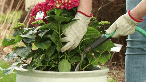 Explore 9 Best Self Watering Planters for Effortless Gardening